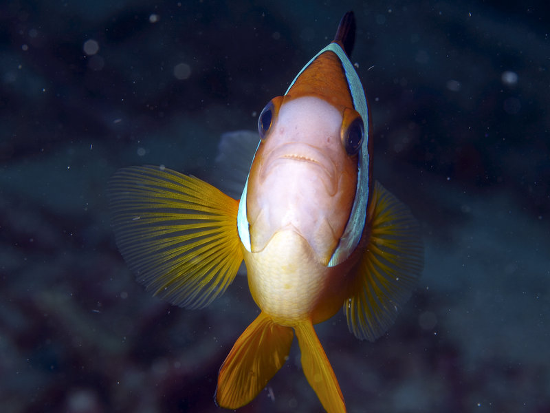 Anemone Fish, Ernie's Cave